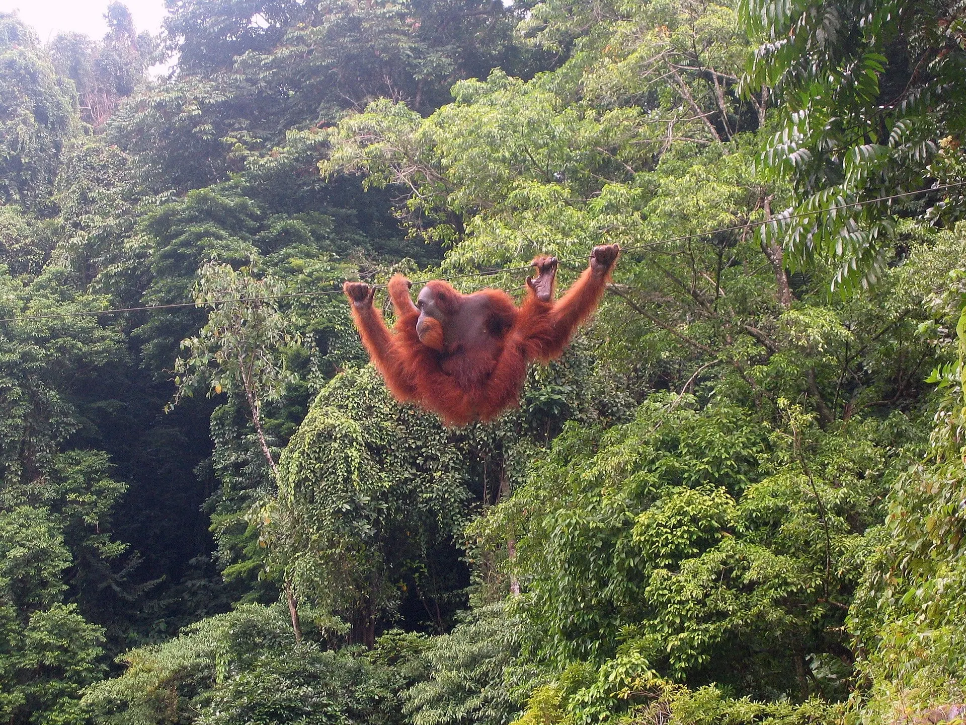 Orangutans in the forest canopy