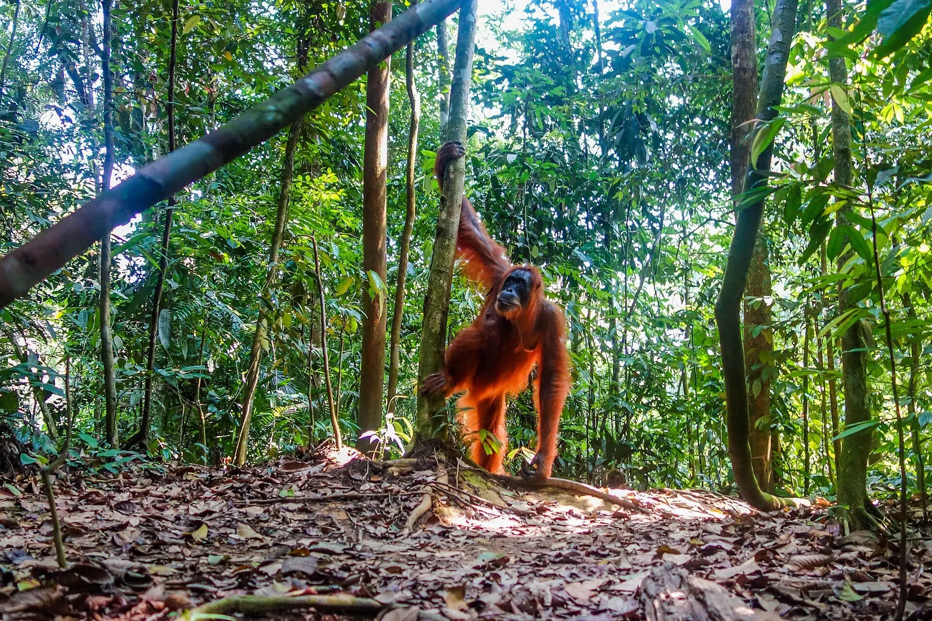 Orangutan climbing down to the forest floor