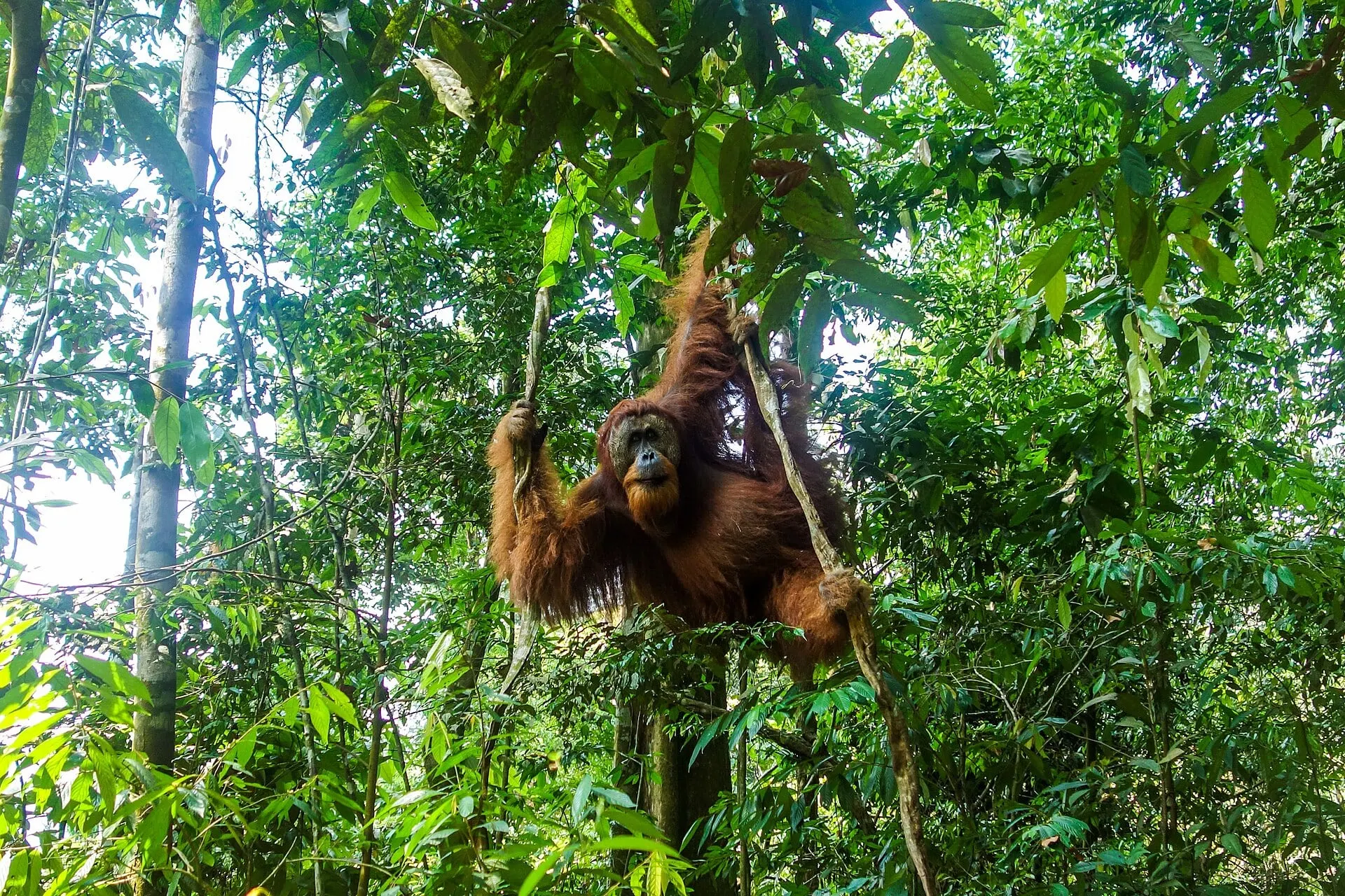 Sumatran orangutan hanging from vines in the rainforest