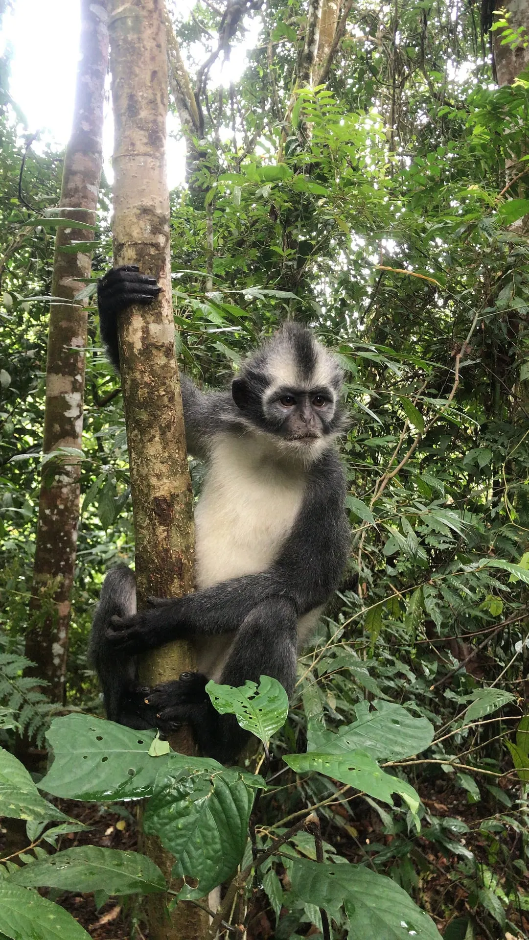 Thomas's leaf monkey clinging to a tree