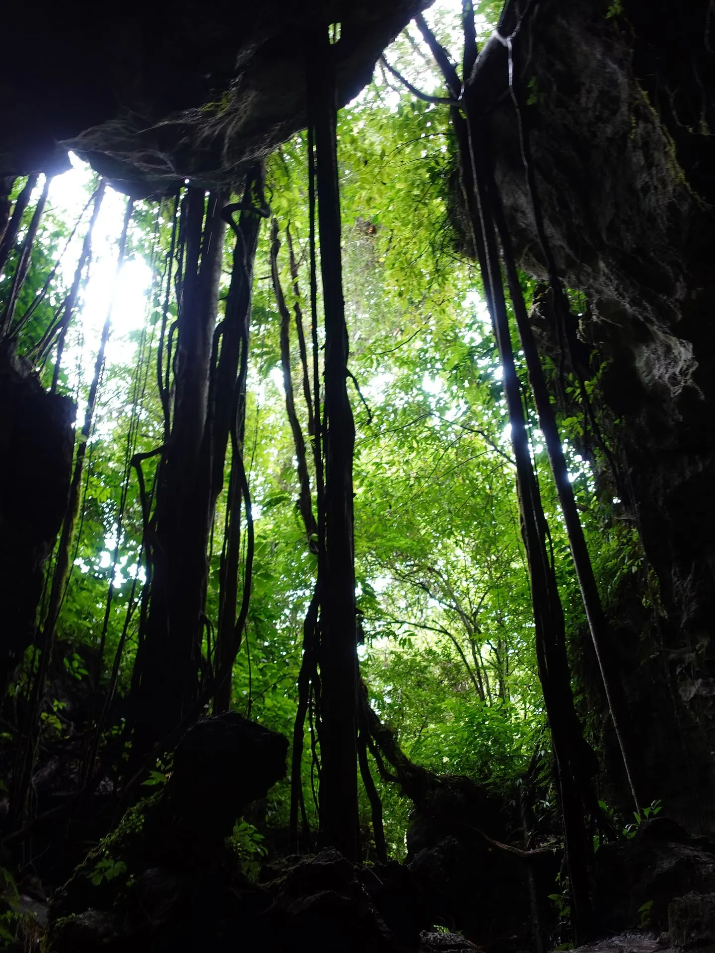Tall trees and hanging roots at the Bat Cave (Gua Kelelawar)