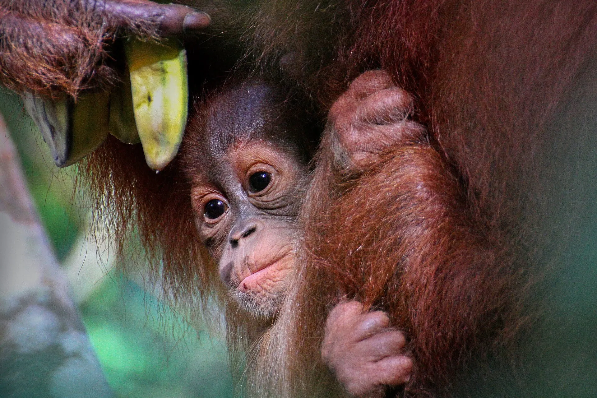 Baby Sumatran orangutan held by its mother