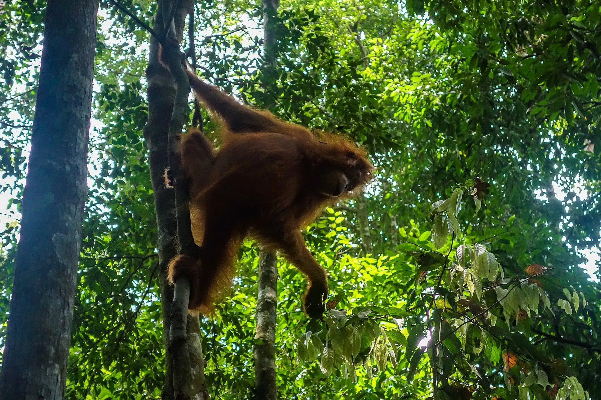 Young orangutan climbing a tree trunk
