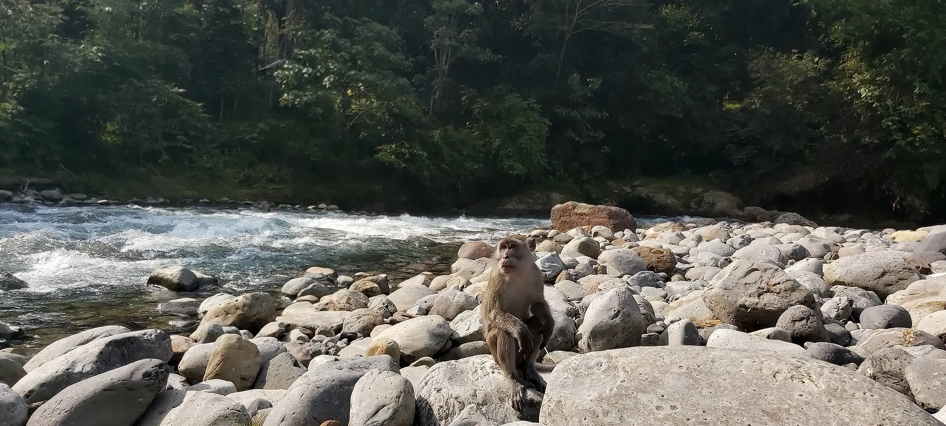 Macaque on the rocky bank of the Bohorok River