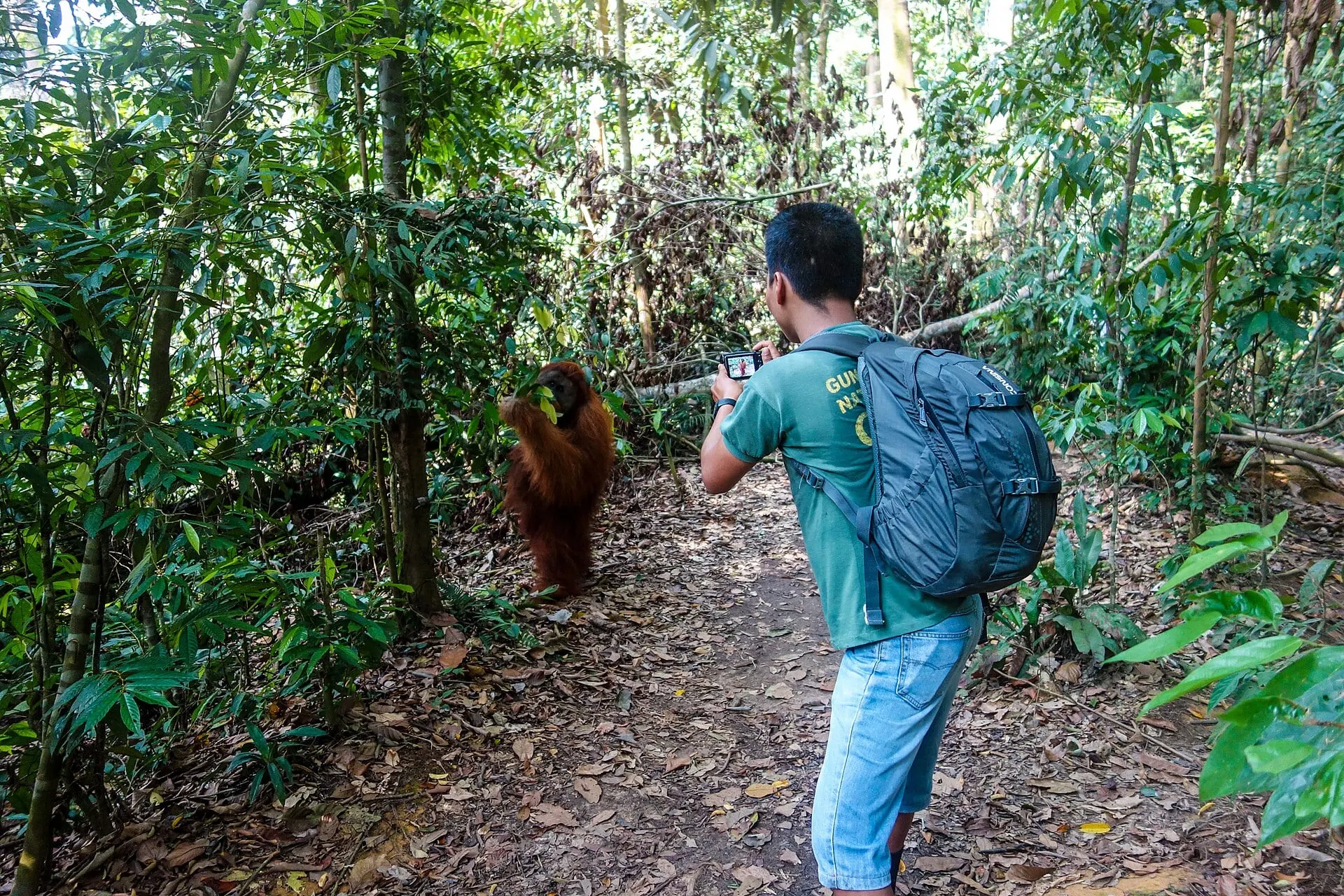 Hiker photographing an orangutan on a jungle trail
