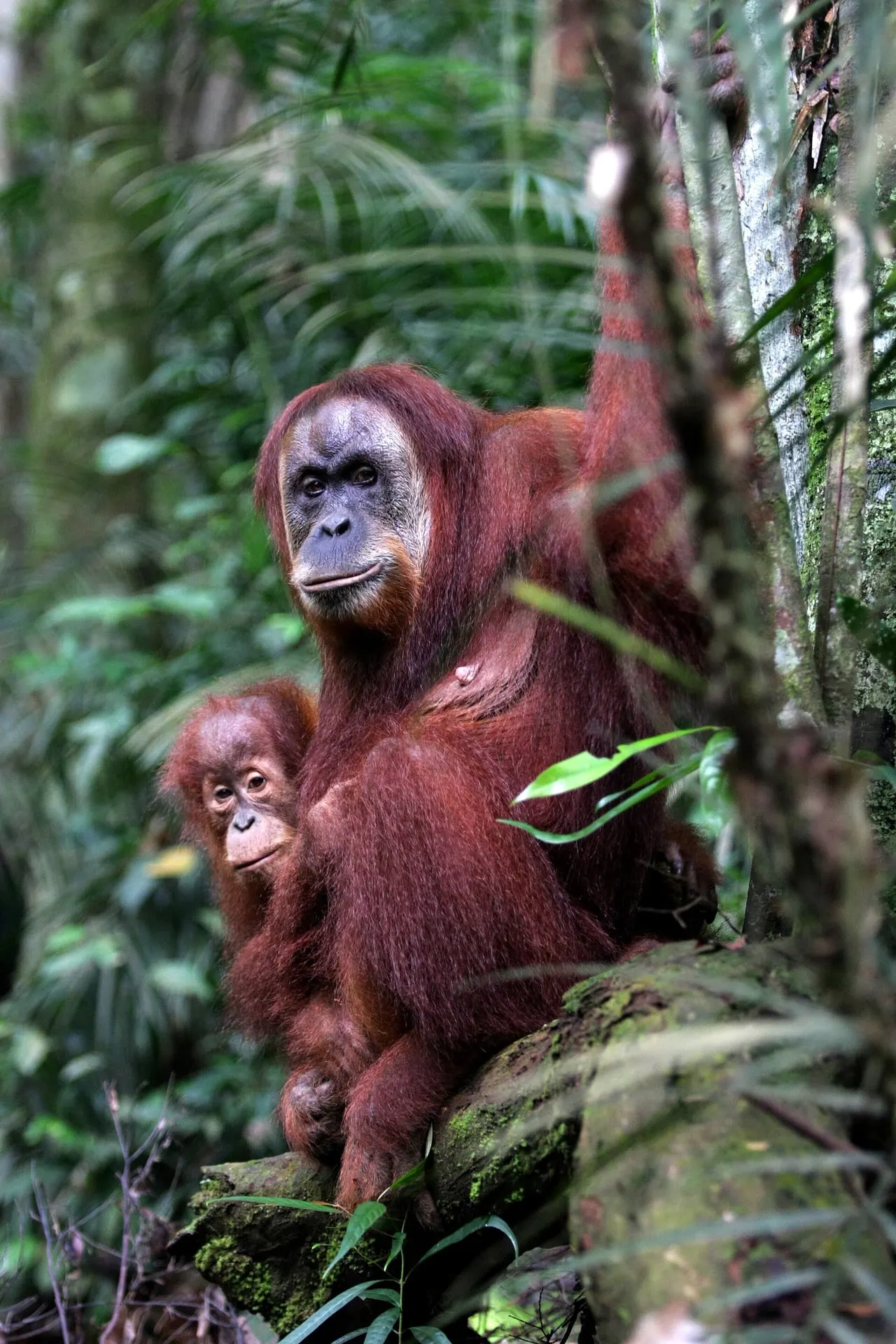 Sumatran orangutan mother with her infant in Gunung Leuser National Park
